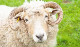 羊了个羊吃瓜爆料,揭秘游戏背后的惊人真相