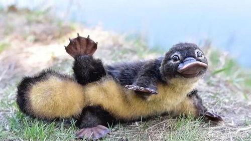 娱乐圈吃瓜酱鸭嘴兽,揭秘明星背后的故事与真相